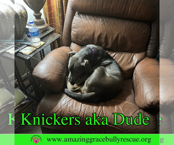 Medium Photo #5 Labrador Retriever-Unknown Mix Puppy For Sale in Pensacola, FL, USA