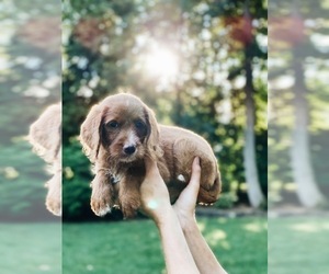 Labrador Retriever-Poodle (Toy) Mix Puppy for sale in STEVENS, PA, USA