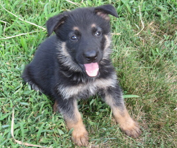 Medium Photo #1 German Shepherd Dog Puppy For Sale in COLUMBUS, NE, USA
