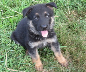 German Shepherd Dog Puppy for sale in COLUMBUS, NE, USA