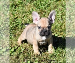 French Bulldog Puppy for sale in MARSHFIELD, MO, USA