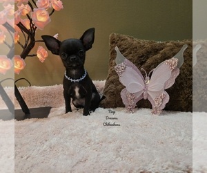 Chihuahua Puppy for sale in CRAFTON, PA, USA