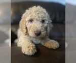 Puppy Harlowe Goldendoodle