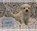 Small Photo #48 Maltipoo (Miniature) Puppy For Sale in BROOKFIELD, MO, USA