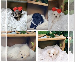 Cockapoo Puppy for sale in TYLERTOWN, MS, USA