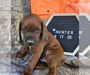Redbone Coonhound Puppy for sale in DENVER, PA, USA