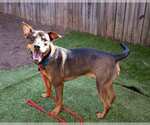 Small #3 Rottweiler Mix