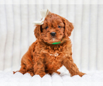 Small #2 Cavapoo (Miniature)