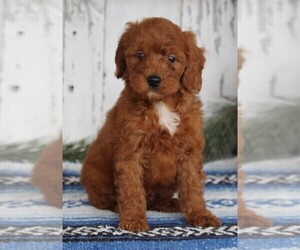 Poodle (Miniature) Puppy for sale in FREDERICKSBURG, OH, USA