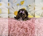 Small #2 ShihPoo