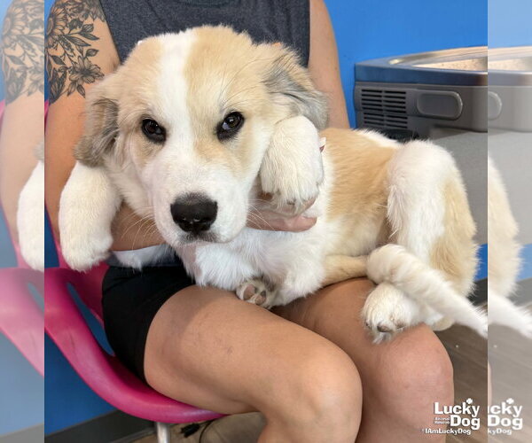 Medium Photo #2 Great Pyrenees-Unknown Mix Puppy For Sale in Washington, DC, USA