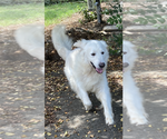Small #2 English Cream Golden Retriever