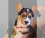 Small #4 Pembroke Welsh Corgi