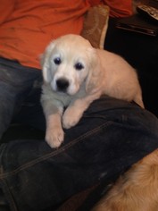 Golden Retriever Puppy for sale in CAMP HILL, PA, USA