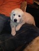 Small Photo #1 Golden Retriever Puppy For Sale in CAMP HILL, PA, USA