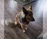 Small Photo #2 Collie-German Shepherd Dog Mix Puppy For Sale in KILLEEN, TX, USA