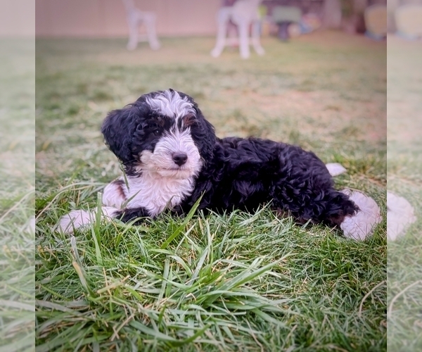 Medium Photo #6 Bernedoodle (Miniature) Puppy For Sale in ROY, UT, USA