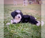 Shale - Female Bernedoodle (Miniature) Puppy for Sale - Photo #6