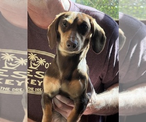 Dachshund Puppy for sale in CHARLOTTESVILLE, VA, USA