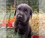 AKC Chocolates - Male Labrador Retriever Puppy for Sale - Photo #10