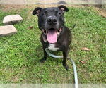 Small #2 American Pit Bull Terrier