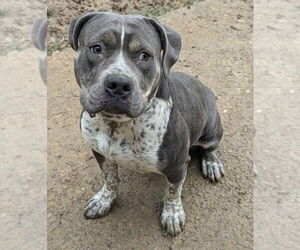 American Pit Bull Terrier-Unknown Mix Dogs for adoption in Munford, TN, USA