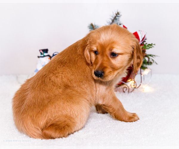 Medium Photo #6 Golden Retriever Puppy For Sale in WAKARUSA, IN, USA