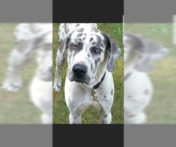 Medium Photo #1 Great Dane Puppy For Sale in RAEFORD, NC, USA