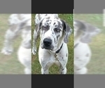 Small Photo #1 Great Dane Puppy For Sale in RAEFORD, NC, USA