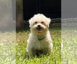Small #1 Maltese