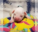 Small Photo #5 Dogo Argentino Puppy For Sale in PINEVILLE, MO, USA