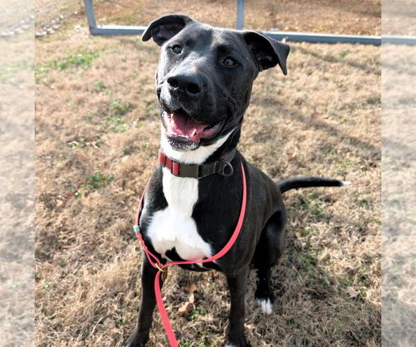 Medium Photo #3 Mutt Puppy For Sale in Shelburne, VT, USA