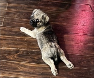 Poodle (Toy)-Pug Mix Puppy for sale in MILAN, IL, USA