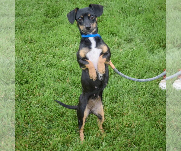 Medium Photo #5 Chiweenie Puppy For Sale in Huntley, IL, USA