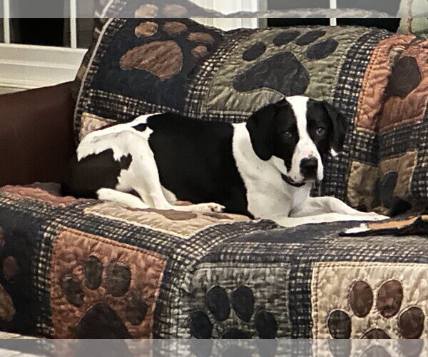 Medium Photo #5 Mutt Puppy For Sale in Harrisburg, PA, USA