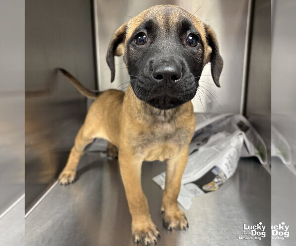 Medium Photo #3 Mutt Puppy For Sale in Washington, DC, USA