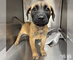 Small #2 Mutt