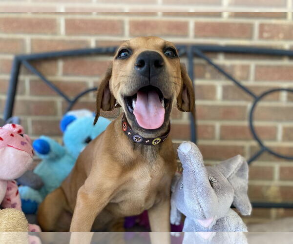 Medium Photo #1 Doberman Pinscher-Unknown Mix Puppy For Sale in Randleman , NM, USA