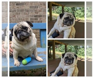 Mother of the Pug puppies born on 07/22/2025