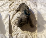 Puppy 3 Labrador Retriever-Texas Heeler Mix