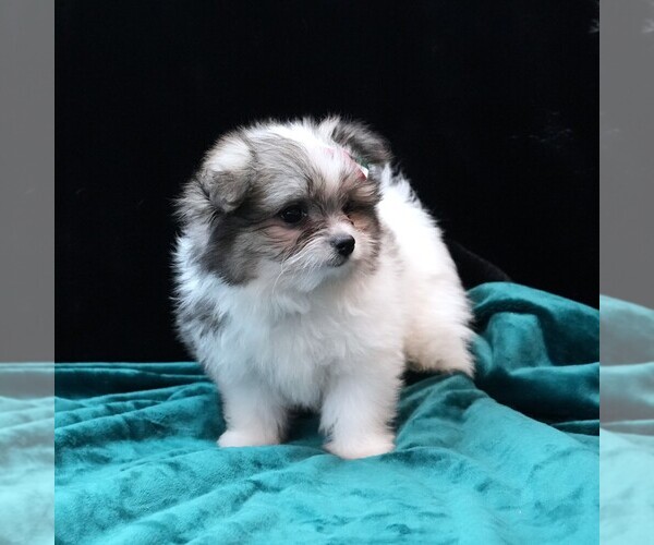 Medium Photo #3 Maltipom Puppy For Sale in ROCK VALLEY, IA, USA