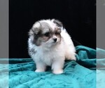 Small #2 Maltipom