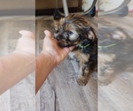 Small Photo #9 Morkie Puppy For Sale in LAKEVILLE, MN, USA