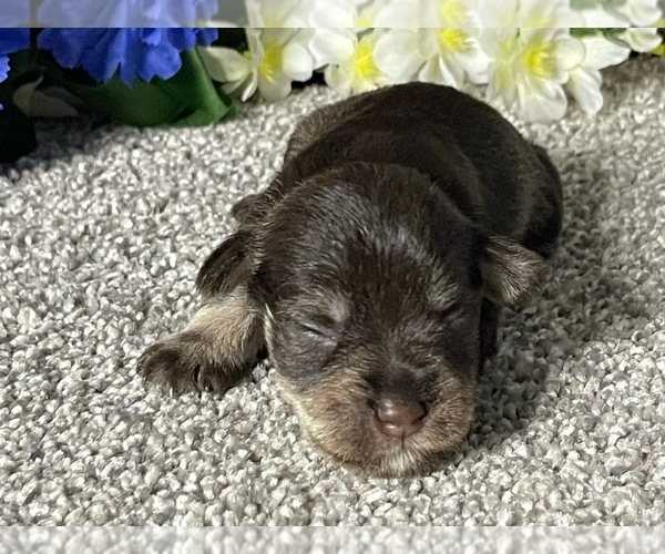 Medium Photo #3 Schnauzer (Miniature) Puppy For Sale in FORT PIERCE, FL, USA