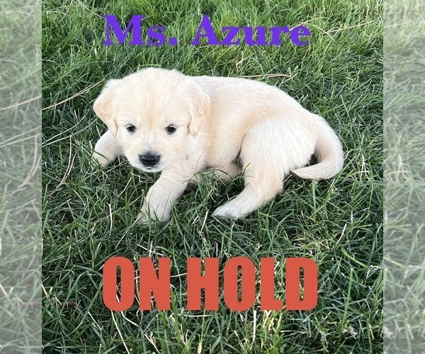 Medium Photo #1 English Cream Golden Retriever Puppy For Sale in ELLENSBURG, WA, USA