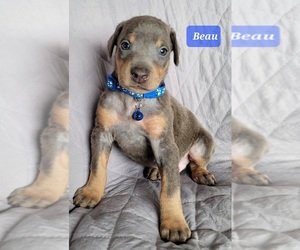 Doberman Pinscher Puppy for sale in POMEROY, OH, USA