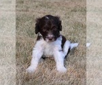 Puppy Cedar Goldendoodle