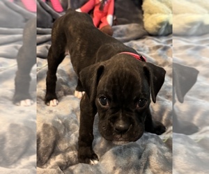 Boxer Puppy for sale in LANSING, MI, USA