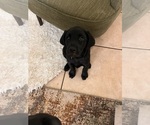 Small #5 Golden Labrador