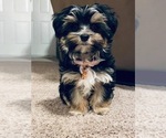 Small Photo #5 Morkie Puppy For Sale in LUBBOCK, TX, USA